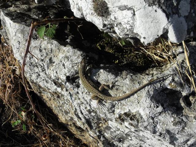 Podarcis quale specie? (Podarcis waglerianus)